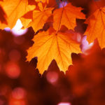 10月3日生まれの誕生花と花言葉がコレ！性格や恋愛・仕事などの誕生日占いもご紹介！