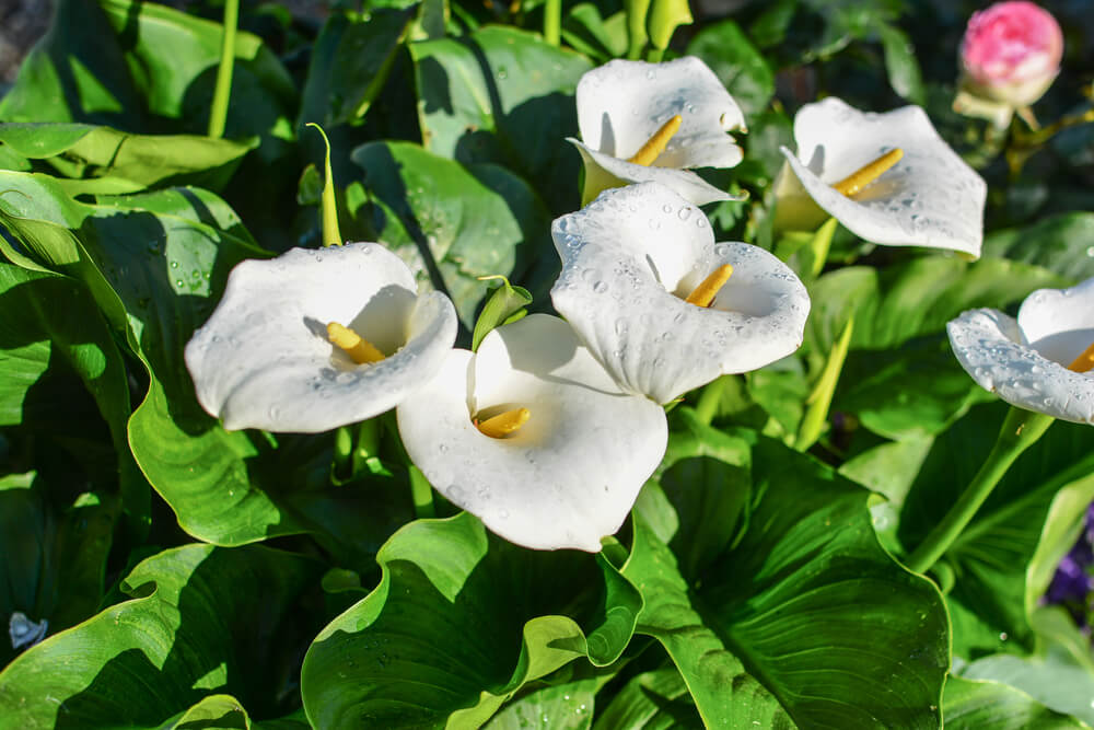 10月31日生まれの誕生花と花言葉がコレ 性格や恋愛