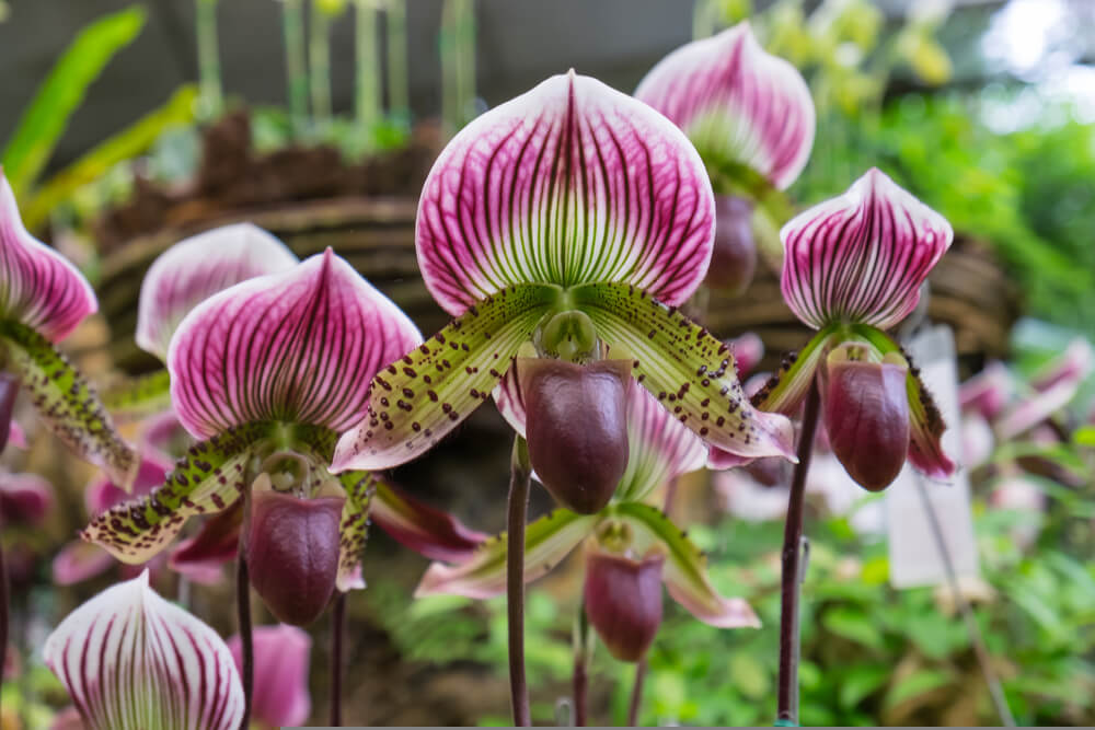 12月27日生まれの誕生花と花言葉がコレ 性格や恋愛