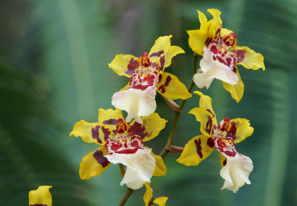 12月29日生まれの誕生花と花言葉がコレ 性格や恋愛