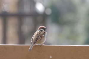 雀のスピリチュアルな3つの意味とは？