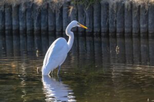 白鷺のスピリチュアルな3つの意味とは？幸運に恵まれるサイン？金運アップの前兆？