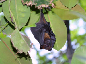 コウモリのスピリチュアルな意味とは？コウモリは縁起が良い？幸福の象徴？