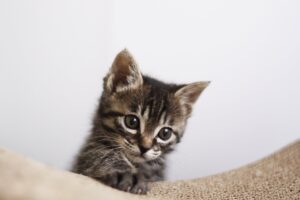 猫との出会いや縁はスピリチュアル的にどんな意味があるの？