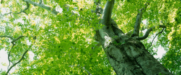 運命学研究所は当たる?当たらない?参考になる口コミをご紹介!【郡山の占い】