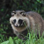 たぬきによく遭遇する時のスピリチュアルな意味とは？たぬきを轢いた時や死骸を見た時なども解説！