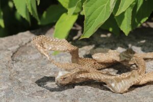 蛇の抜け殻のスピリチュアルな意味とは？縁起が良い？財布に入れると金運アップ？