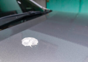 鳥のフンが車に落ちた時のスピリチュアルな意味とは？その他の場所別の意味もご紹介！