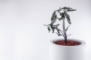 観葉植物が枯れる時のスピリチュアルな意味とは？枯らさない対策もご紹介！