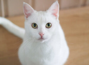 白猫のスピリチュアルな意味やジンクスとは？