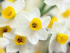 水仙(スイセン)の花言葉とは？意味や由来、色(白・黄・)、種類別、英語の花言葉もご紹介！