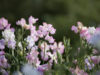 スイートピーの花言葉とは？意味や由来、色別(赤・ピンク・白・紫・黄)、英語の花言葉もご紹介！