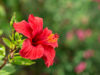 ハイビスカスの花言葉とは？意味や由来、色別(白・ピンク・黄・赤)、英語名の花言葉もご紹介！