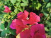 ブーゲンビリアの花言葉とは？意味や由来、色別(赤・ピンク・白)、英語名の花言葉もご紹介！