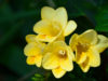 フリージアの花言葉とは？意味や由来、色別(黄・白・赤・紫)、英語名の花言葉もご紹介！