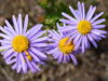 紫苑(シオン)の花言葉とは？意味や由来、色別(紫・白)、英語名の花言葉もご紹介！