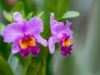 カトレアの花言葉とは？意味や由来、色別(黄・ピンク・紫・白)、英語名の花言葉もご紹介！