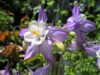 オダマキの花言葉とは？意味や由来、色別(紫・赤・白)、英語名の花言葉もご紹介！