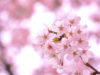 【4月の誕生花一覧】4月の誕生花・花言葉をご紹介！