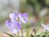 スミレ(菫)の花言葉とは？意味や由来、色別(紫・白・黄)、英語名の花言葉もご紹介！